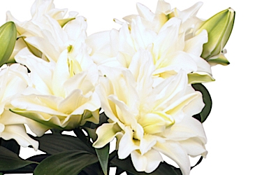Roselily Zeta Variety Thumbnail.jpg
